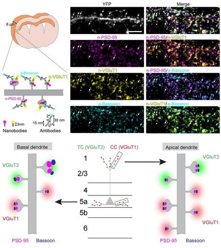Top left: Schematic of synaptic immunolabeling. Top right: Representative four-channel confocal images of L5 apical dendrite in 6 µm cryosections from Thy1-YFP-H mice. PSD-95 (magenta) and VGluT1 (yellow) were visualized with nanobodies conjugated to Abberior STAR 635P and Abberior STAR 542, respectively. Bassoon (cyan) was labeled using antibodies. Arrows indicate dendritic spines. Scale bar, 5 µm. Bottom: Model of trans-synaptic PSD-95/Bassoon nano-organization in VGluT1 + and VGluT2 + spines in basal (left) and apical (right) compartments of L5 neurons.