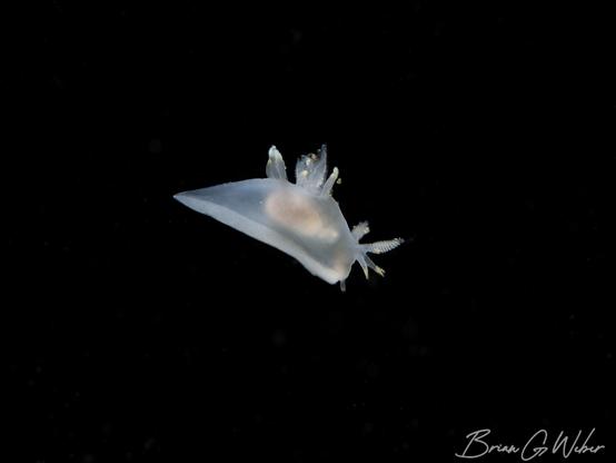 Ancula gibbosa nudibranch floating in the water column. The nudibranch is semi-transparent with frilly gills exposed and surrounded by pointy cerrata.