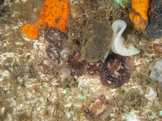 Eight Onchidoris bilamellata nudibranch (also known as barnacle-eating nudibranchs) in a cluster with a white ribbon of eggs.