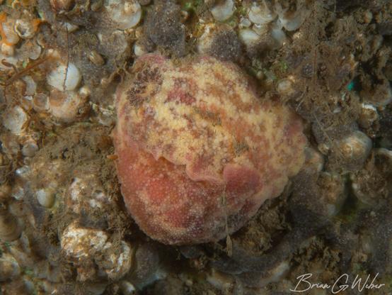 A pair of sea lemon nudibranchs facing opposite directions in the middle of mating. The nudibranchs are mottled yellow with some pink.