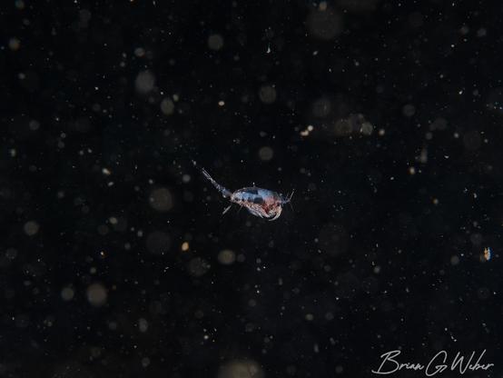 Some sort of larval critter in the water column. From the look of it, I guess it is some sort of shrimp.