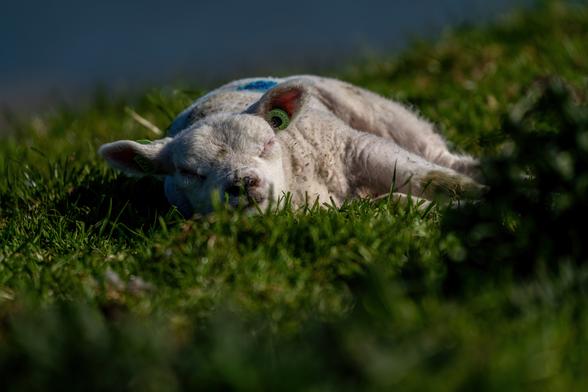 Lamb sleeping