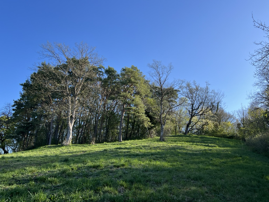 Berg mit Wiese und Bäumen