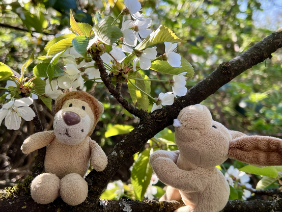 Ludwig und Hopps im Kirschbaum mit Blüten