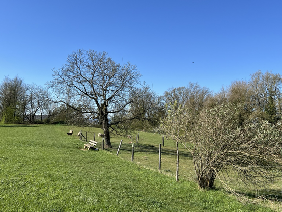 Wiese mit Schafen und Bäumen