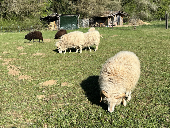 Vier weiße und zwei schwarze Schafe