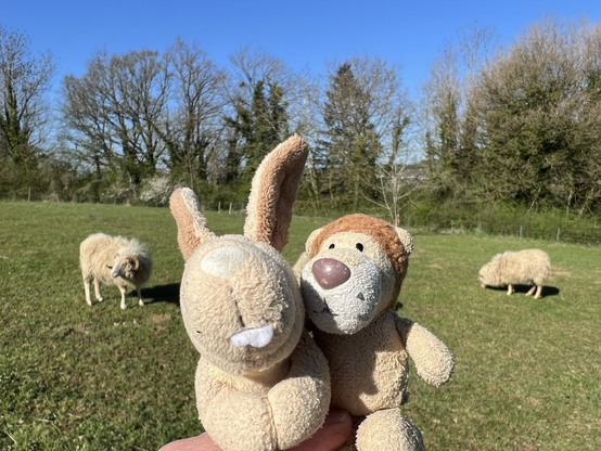 Ludwig und Hopps vor den Schafen