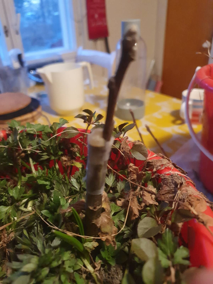 Ämpärissä kasvava omenan juurivesa johon on vartettu jalo oksa.
