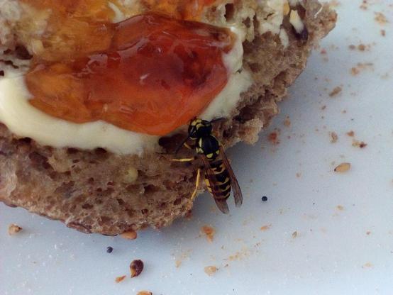 Foto im Querformat 4:3. Auf der Ecke eines Körnerbrötchens mit Margarine und einer orangefarbenen Marmelade sitzt eine Wespe und nascht von der Marmelade.

Das Brötchen liegt auf einem weißen Teller, um das Brötchen herum liegen Krümel und Körnchen.
