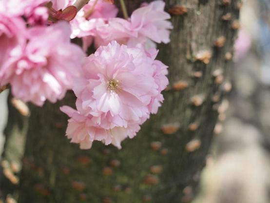 Nahaufnahme einer Kirschblüte. Die Blüte ist rosafarben, füllig und hat leicht gelbe Stempel. Die Blüte ist vor dem Kirschbaumstamm, der leicht unscharf, hinter der Blüte zu erkennen ist.