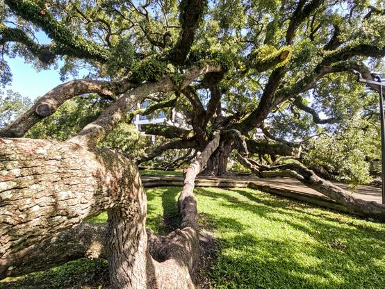 View into the Medusa like branches and limbs of an enormous old oak tree.