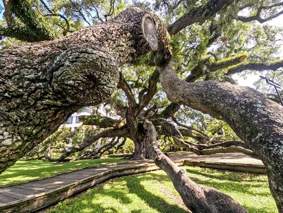 View into the Medusa like branches and limbs of an enormous old oak tree.