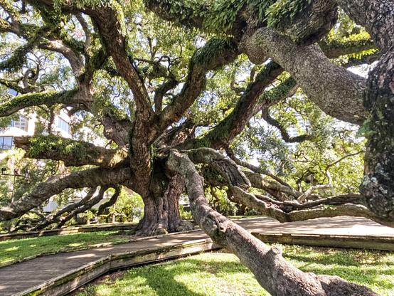 View into the Medusa like branches and limbs of an enormous old oak tree.