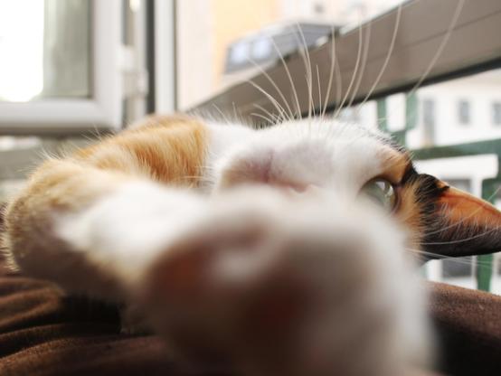 Una gata tricolor (naranja, blanca y negra) acostada sobre el respaldode un sofá marrón, con una ventana de fondo. Está en posición medio de pereza medio de juego. La patita está muy cerca de la cámara, por lo que solo se ve la mitad de su preciosa carita con ojo verde y grande, orejita, nariz rosita y bigotes.