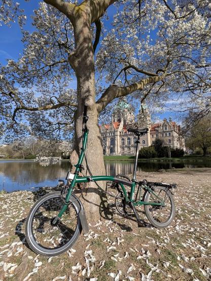 Ein grünes Brompton-Fahrrad lehnt umgeben von weißen Blütenblättern an einem Baum am Wasser vor dem schlossartigen Rathaus in Hannover.