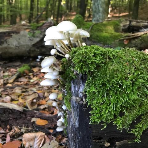 Das Bild zeigt eine Ansammlung von weißen Pilzen, die auf einem am Boden liegenden Baumstamm wachsen. Die Pilze haben kleine, glatte Hülsen und sind in einer Gruppe angeordnet, die sich von der Oberfläche des Stammes abhebt. Der Baumstamm ist mit einem dichten, grünen Moos bedeckt, das die Oberfläche bedeckt und einen starken Kontrast zu den weißen Pilzen bildet. Im Hintergrund ist ein Wald zu sehen. Der Boden ist mit herbstlichem Laub bedeckt. Die Pilze wachsen in einer natürlichen Umgebung, was auf eine gesunde Waldumgebung hinweist.