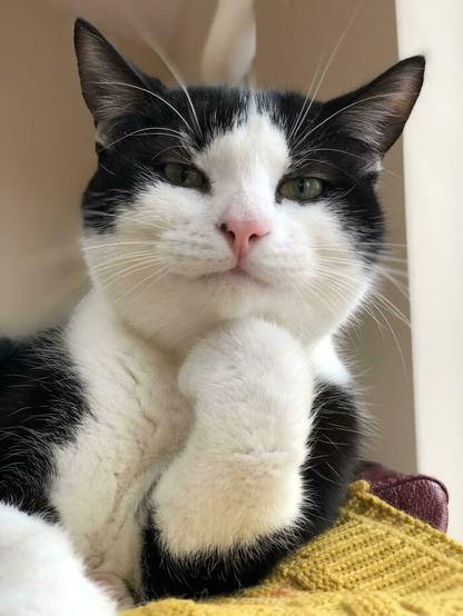 Cat rests its chin on its paw and looks at you