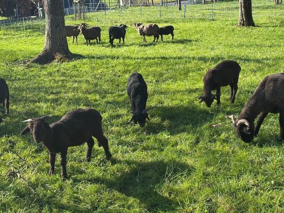 Several black sheep, mostly young, graze on green grass amongst the trunks of a couple fruit trees.