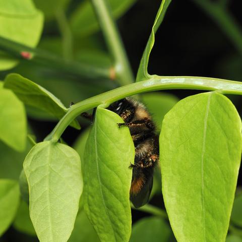 A bumblebee with pollen on its forelegs clings to the back of a vibrant green, oval huckleberry leaf.