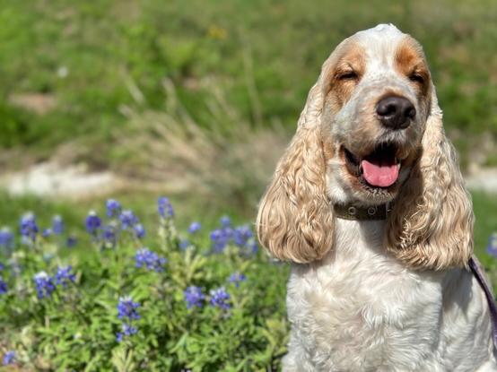 An orange roan English Cocker Spaniel, sitting in a field of bluebonnets.