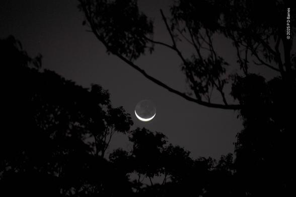 A waxing crescent moon with the old moon dimly visible by earthlight is seen through a gap in the branches of a tree, seen black in silhouette on an almost black early evening sky