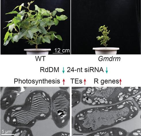 Whole-plant morphologies and TEM micrographs to illustrate crucial developmental defects in Gmdrm vs WT soybean plants.
