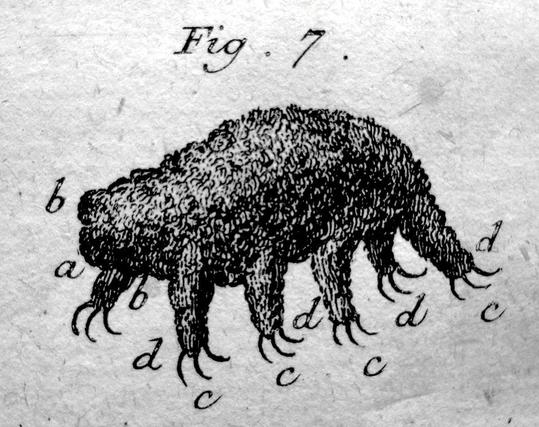 The very first drawing of a tardigrade by Goeze in 1773 shows a bear-like creature with 4 pairs of clawed legs.