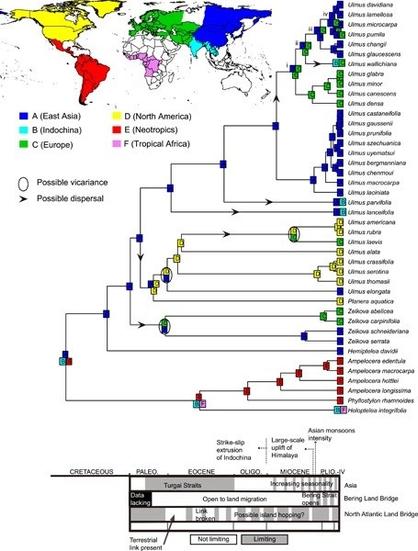 Reconstruction of phylogenetic relationships and inferred spatio-temporal diversification patterns based on chloroplast genome (complete cpDNA) and nuclear ribosomal DNA sequences (nrDNA) within the Ulmaceae family.