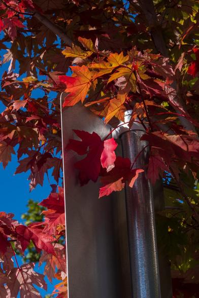 Autumn leaves grow around the back of a street sign