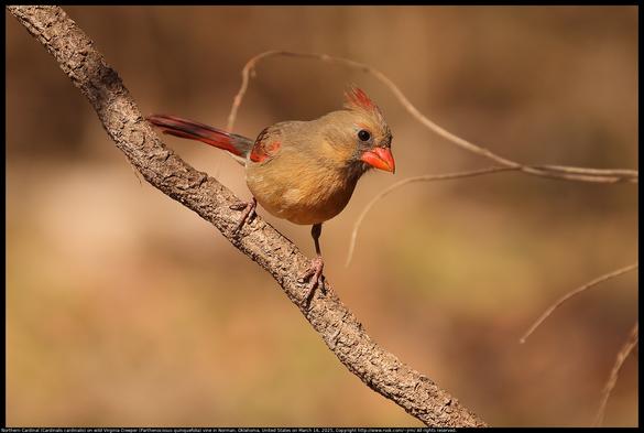 A Northern Cardinal (Cardinalis cardinalis) was standing on a wild Virginia Creeper (Parthenocissus quinquefolia) vine in Norman, Oklahoma, United States on March 16, 2025. Her crest is partially raised and her head is turned to examine something closely with the eye on that side of the head.