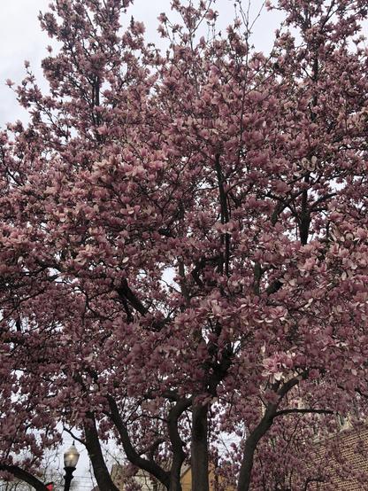gorgeous magnolia tree outside the library