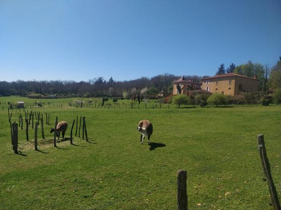 Photo de lamas dans un champ et une énorme baraque derrière en pierre dorées. Le ciel est bleu sans aucun nuages.