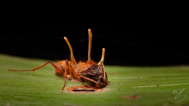 Nature photograph showing an ant parasitized by an entomopathogenic fungus on a green leaf. The ant is "slumped" on the leaf, looking aged and has three long yellow pole-like structures coming out of different parts of its body, representing the reproductive part of the fungus that has infected it.