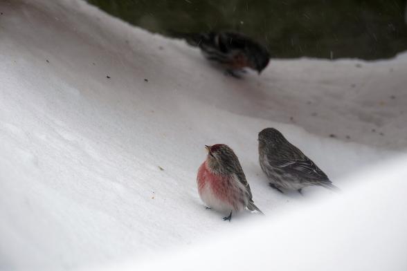 Three small birds, one of them with a raspberry red breast. They are resting between snowdrifts, finding a few small seeds there.