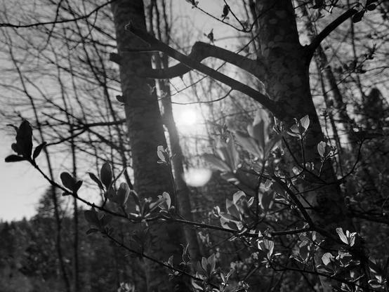 Sunlight filters through the branches and leaves of trees in a forested area, creating a serene and natural scene. Applied the iPhone’s Mono filter to the photo.