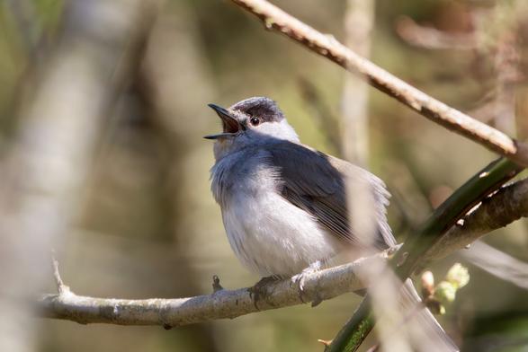 Male Blackcap singing
