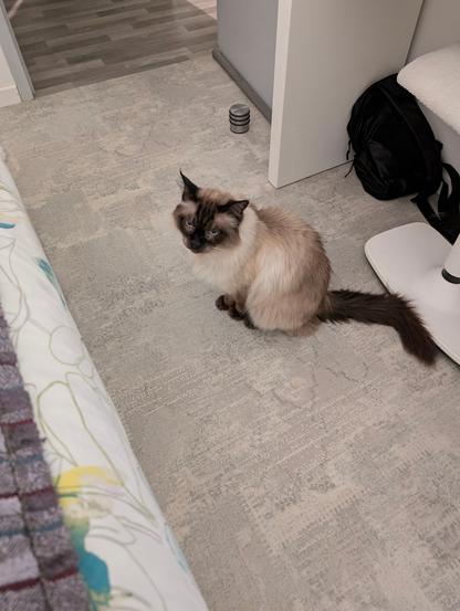Chat ultra gâté qui fait une tête de malheureux.