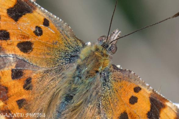 Close-up of an Comma butterfly with black spots. The detailed image shows its textured wings and fuzzy body, with antennae extending outward.