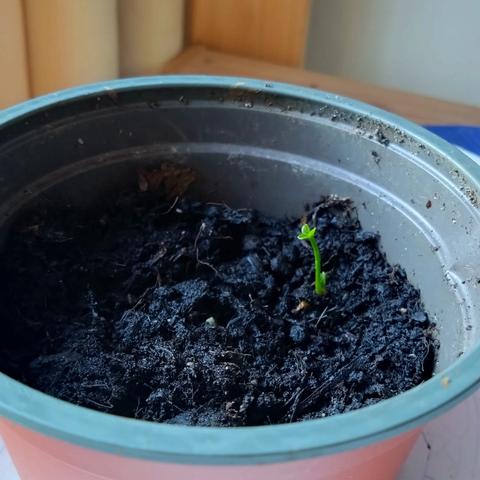 Green hatchling in a nursery pot, a 5 mm green mini-stalk with three petal-like outgrowths directed at the sunlight. Photosynthesis from the cradle.