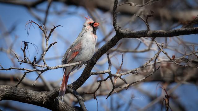 C'est tout en voix que ce magnifique Cardinal rouge a livré ses chants ce matin. Fait à noter, celui-ci a un plumage atypique. Il est sans doute leucique: absence partielle ou totale de mélanine dans les plumes et la peau.