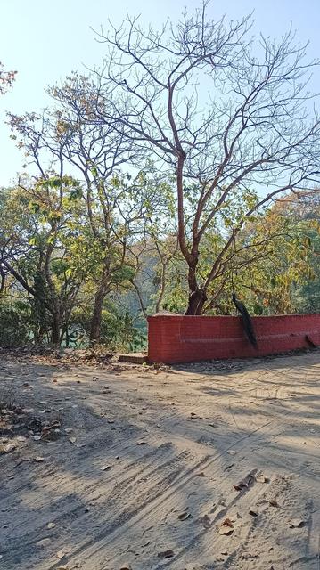A jungle path with part of a red wall with a male peacock sitting on it.