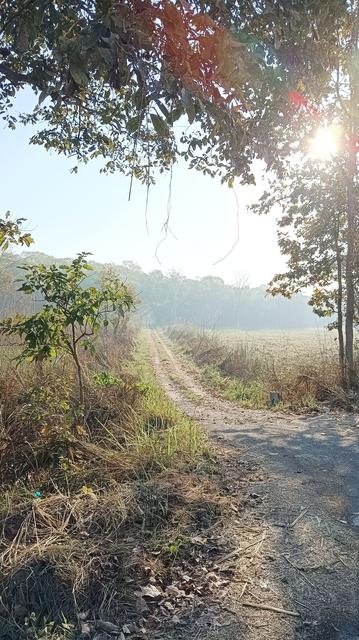 A jungle path stretching into the distance disappearing into more trees in the horizon.