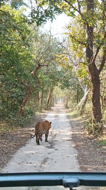 A lone tiger walking in front of our government sanctioned jeep on a narrow jungle path with trees on both sides. 

Our forest guide told us that this one is a male tiger around 4/5 years old.