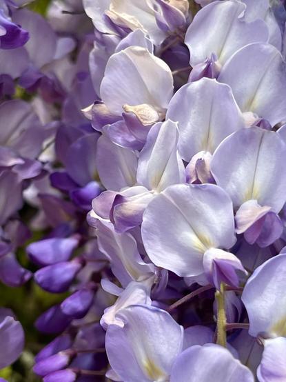 Closeup colour photo of two clusters of wisteria blossom. The flowers on the right hand two-thirds of the frame are fully open, very pale lilac almost white in colour, with darker lilac hearts, and a pale yellow line running from each heart through the middle of each petal. The ones on the left third of the frame are still closed, and dark purple in colour. I wish I could photograph their scent too, it is heady and heavenly.