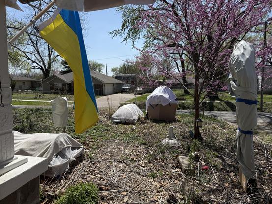 A sunny and bright native plant filled front garden in which you can see two covered raised beds, a small cherry tree with a pillowcase over it, my plum tree with a cardboard box around the trunk and a sheet taped  over that with blue tape, and my giant clove current bush with two large cardboard boxes around the base and a mattress pad taped over the top. I'm leaving these covered today in spite of the warmer afternoon because it's supposed to be a lot colder tonight. Also in the shot are my gorgeous, single-trunked redbud tree that I've babied and pruned to this shape since it was a foot tall (they get weird and gnarly if your don't), and the Ukraine flag flying the flag pole angling diagonally off the porch. On the left of the shot is just a glimpse of the old ornate porch pillar on which the flag flies and at the top of the shot is a glimpse of very faded Tibetan prayer flags. I direct people to my house with the simple phrase, "it is the one with all the flags on it." Not pictured are my Gilbert Baker design pride flag, and my United Federation of Planets flag. No Doubt if Google maps were updated, you'd be able to find me easily. Heh. Secret pass phrase is: I've got nothing but Fedi for you.