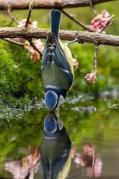 Blue tit drinking water