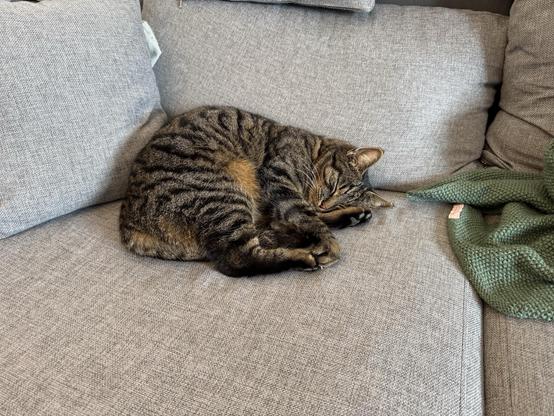 Ute, die getigerte Katze, liegt eingerollt auf der Couch und snoozed.