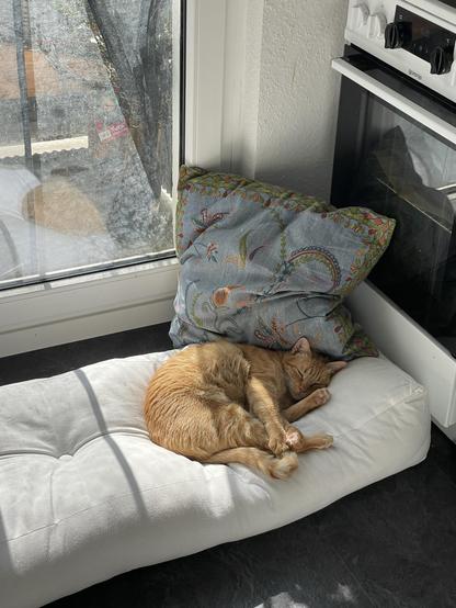 Gucci, der orangene Kater, liegt eingerollt auf einem Kissen auf dem Küchenfußboden.