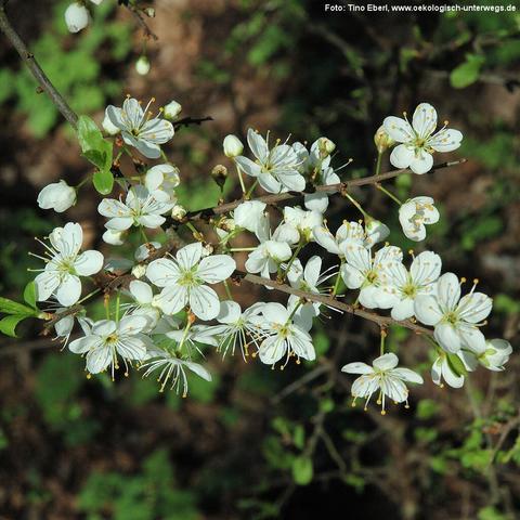 Zahlreiche kleine, weiße Blüten mit fünf zarten Blütenblättern und langen Staubblättern mit gelben Spitzen sitzen eng an dunklen, dünnen Zweigen. Zwischen den geöffneten Blüten befinden sich runde Knospen und vereinzelte kleine, frische Blätter.