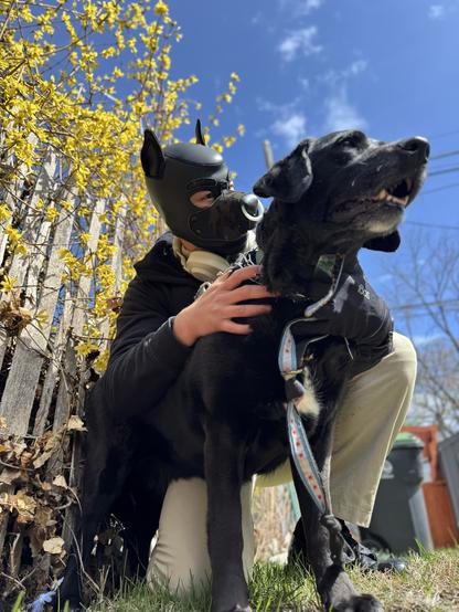 A vibrant spring scene captures a person wearing a black neoprene puppy hood with pointed ears, embracing a sleek black labrador against a breathtaking backdrop of nature awakening. The person, clad in a black hoodie and light beige pants, gently holds the dog, which wears a distinctive harness adorned with a blue and red star-patterned trim. Behind them, a forsythia bush bursts with vibrant yellow blooms, creating a striking contrast against the crystal clear blue sky. The sunlight bathes the scene in warm light, highlighting the texture of the leather hood and the dog’s glossy black coat. The ground beneath them shows fresh spring grass beginning to sprout, while bare trees in the background hint at the onset of the early season. The composition beautifully harmonizes the intimate connection between the hooded figure and their canine companion with the vibrant hues of spring’s arrival.

#PupPlay #PupHood #SpringBlossoms #DogLove #YellowForsythia #BlueSky #PetCompanion #KinkCommunity #OutdoorPup #SpringVibes #BlackDog #PuppyHood #NatureAwakening